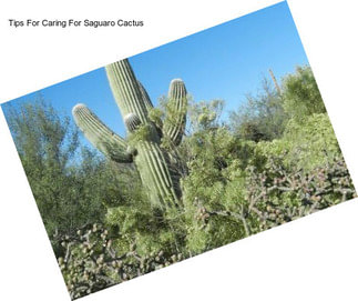 Tips For Caring For Saguaro Cactus