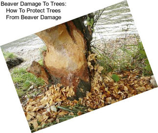 Beaver Damage To Trees: How To Protect Trees From Beaver Damage