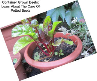 Container Grown Beets: Learn About The Care Of Potted Beets