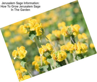 Jerusalem Sage Information: How To Grow Jerusalem Sage In The Garden