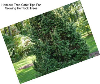 Hemlock Tree Care: Tips For Growing Hemlock Trees