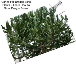 Caring For Dragon Bone Plants – Learn How To Grow Dragon Bones