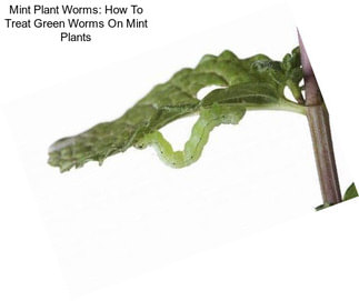 Mint Plant Worms: How To Treat Green Worms On Mint Plants