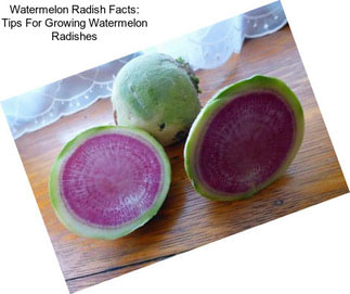 Watermelon Radish Facts: Tips For Growing Watermelon Radishes