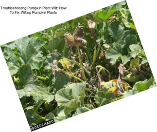 Troubleshooting Pumpkin Plant Wilt: How To Fix Wilting Pumpkin Plants