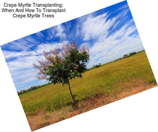 Crepe Myrtle Transplanting: When And How To Transplant Crepe Myrtle Trees