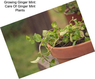 Growing Ginger Mint: Care Of Ginger Mint Plants