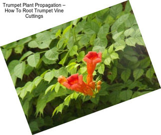 Trumpet Plant Propagation – How To Root Trumpet Vine Cuttings