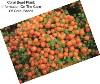 Coral Bead Plant: Information On The Care Of Coral Beads