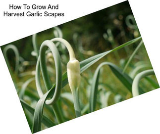 How To Grow And Harvest Garlic Scapes