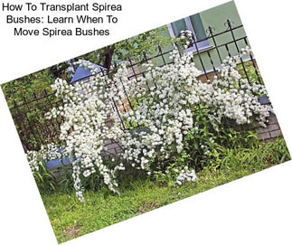 How To Transplant Spirea Bushes: Learn When To Move Spirea Bushes