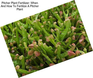 Pitcher Plant Fertilizer: When And How To Fertilize A Pitcher Plant