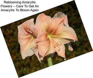 Reblooming Amaryllis Flowers – Care To Get An Amaryllis To Bloom Again