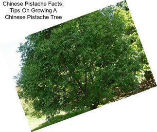 Chinese Pistache Facts: Tips On Growing A Chinese Pistache Tree