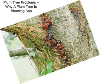 Plum Tree Problems – Why A Plum Tree Is Bleeding Sap