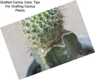 Grafted Cactus Care: Tips For Grafting Cactus Plants