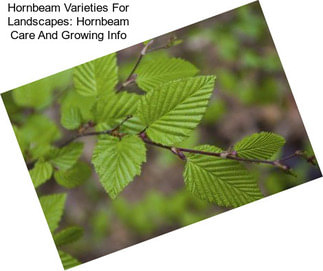 Hornbeam Varieties For Landscapes: Hornbeam Care And Growing Info