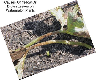 Causes Of Yellow Or Brown Leaves on Watermelon Plants