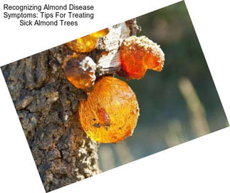 Recognizing Almond Disease Symptoms: Tips For Treating Sick Almond Trees