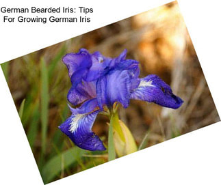 German Bearded Iris: Tips For Growing German Iris