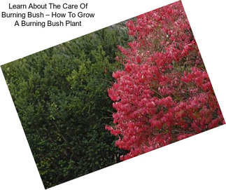 Learn About The Care Of Burning Bush – How To Grow A Burning Bush Plant