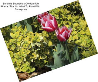 Suitable Euonymus Companion Plants: Tips On What To Plant With Euonymus