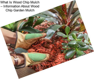 What Is Wood Chip Mulch – Information About Wood Chip Garden Mulch