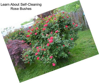 Learn About Self-Cleaning Rose Bushes