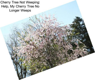 Cherry Tree Not Weeping: Help, My Cherry Tree No Longer Weeps