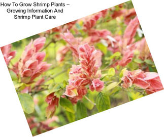 How To Grow Shrimp Plants – Growing Information And Shrimp Plant Care