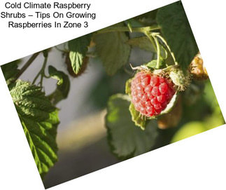 Cold Climate Raspberry Shrubs – Tips On Growing Raspberries In Zone 3
