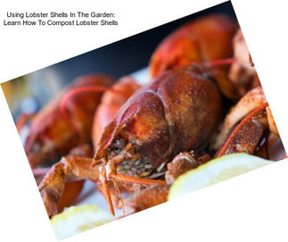 Using Lobster Shells In The Garden: Learn How To Compost Lobster Shells