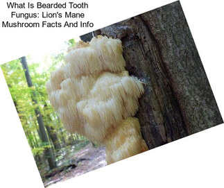 What Is Bearded Tooth Fungus: Lion\'s Mane Mushroom Facts And Info