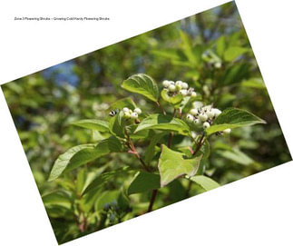Zone 3 Flowering Shrubs – Growing Cold Hardy Flowering Shrubs