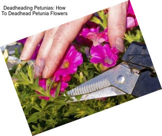 Deadheading Petunias: How To Deadhead Petunia Flowers