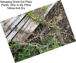 Managing Dried Out Phlox Plants: Why Is My Phlox Yellow And Dry