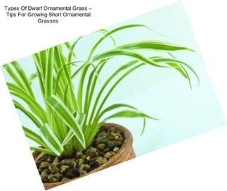 Types Of Dwarf Ornamental Grass – Tips For Growing Short Ornamental Grasses