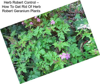 Herb Robert Control – How To Get Rid Of Herb Robert Geranium Plants