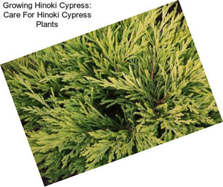 Growing Hinoki Cypress: Care For Hinoki Cypress Plants