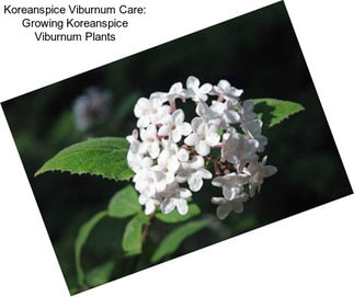 Koreanspice Viburnum Care: Growing Koreanspice Viburnum Plants