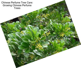 Chinese Perfume Tree Care: Growing Chinese Perfume Trees
