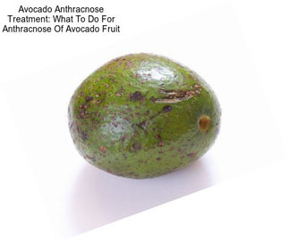 Avocado Anthracnose Treatment: What To Do For Anthracnose Of Avocado Fruit