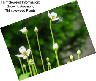 Thimbleweed Information: Growing Anemone Thimbleweed Plants