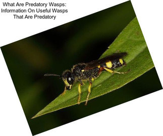 What Are Predatory Wasps: Information On Useful Wasps That Are Predatory