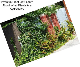 Invasive Plant List: Learn About What Plants Are Aggressive