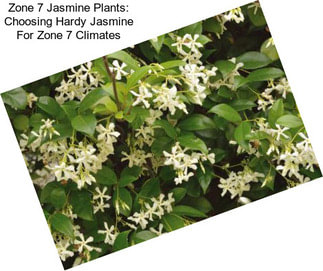 Zone 7 Jasmine Plants: Choosing Hardy Jasmine For Zone 7 Climates