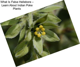 What Is False Hellebore – Learn About Indian Poke Plants