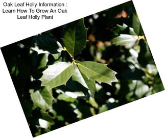 Oak Leaf Holly Information : Learn How To Grow An Oak Leaf Holly Plant