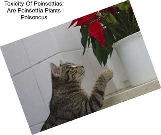 Toxicity Of Poinsettias: Are Poinsettia Plants Poisonous