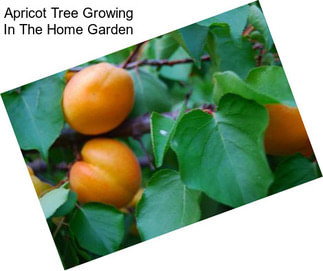 Apricot Tree Growing In The Home Garden